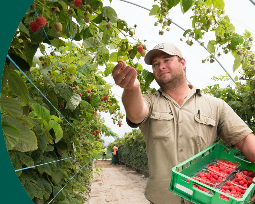 farmer picking raspberries