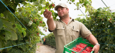 farmer picking raspberries