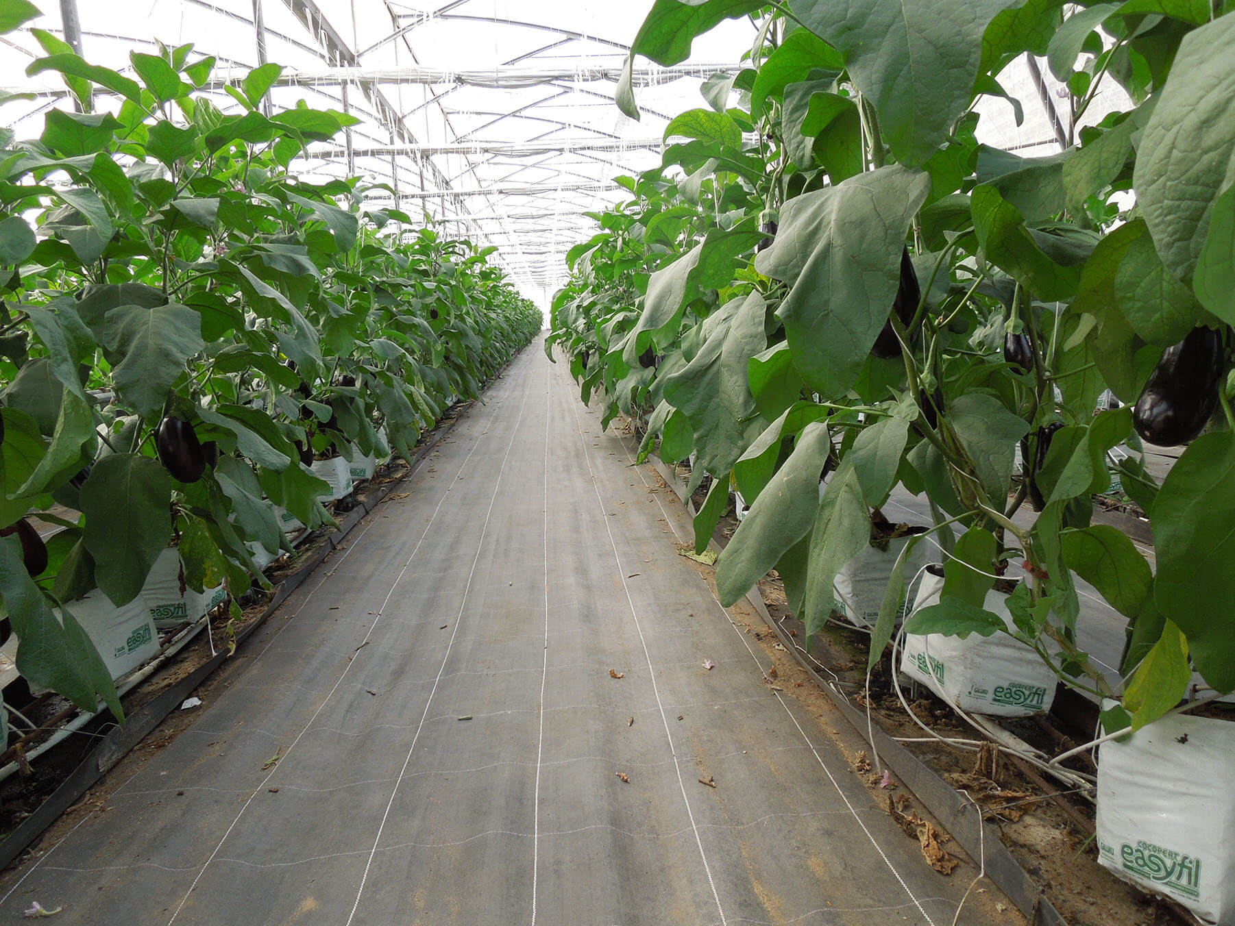 Eggplants - Coir Substrates for Above-Ground