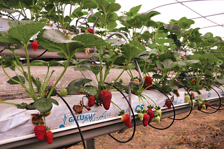 Strawberries - Coir Substrates For Above-Ground