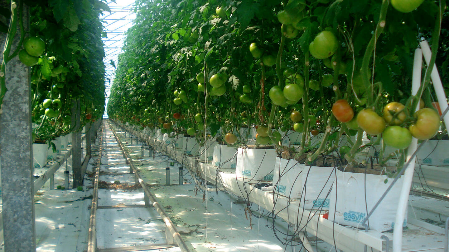 Tomatoes - Coir Substrates for Above-Ground