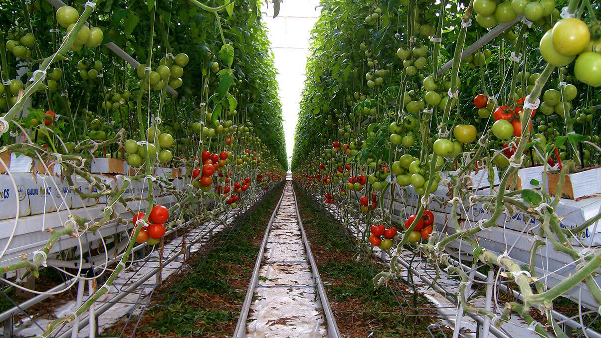 Tomatoes – Coir Substrates for Above-Ground