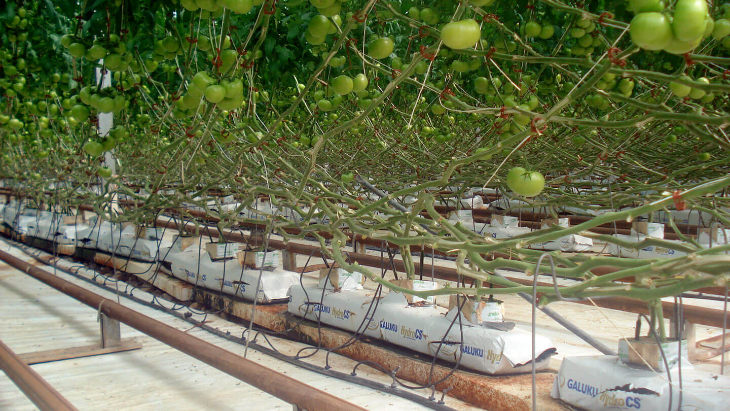 Tomatoes - Coir Substrates for Above-Ground