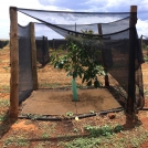 weed mat for avocado tree