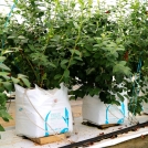 growing blueberries in coir easyfil planterbags