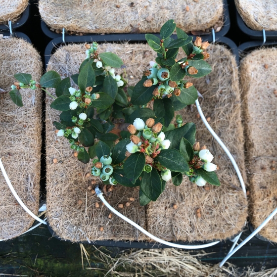 Blueberry with weedmat