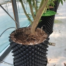 cannabis growing in coir