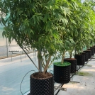 cannabis growing in coir