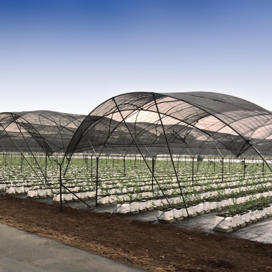 blueberries growing in coir