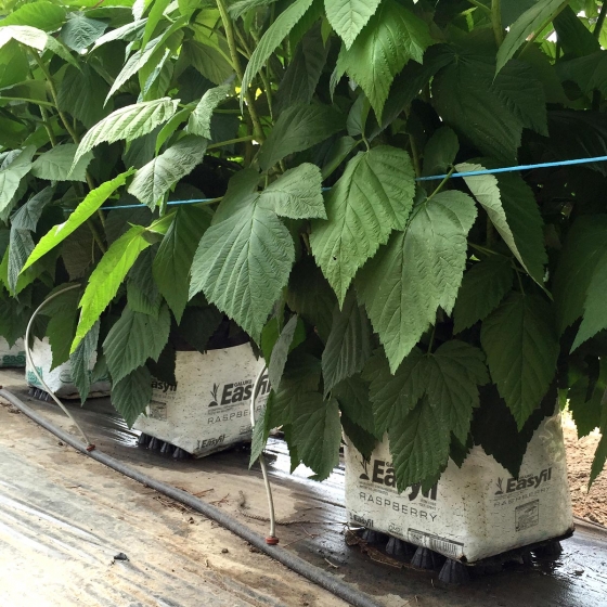 raspberries growing in coir easyfil planterbags