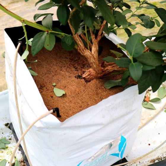 growing blueberries in coir