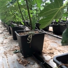 figs in pots