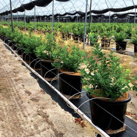 coir weed mats for pots