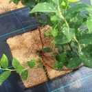 coir weed mats for blueberries