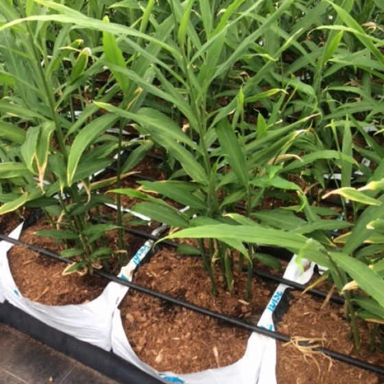 ginger growing in coir