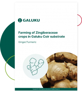 ginger farming guide