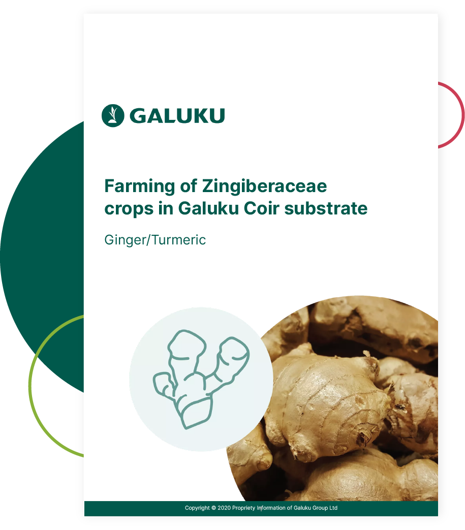 ginger farming guide