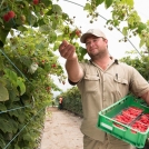 raspberry farming