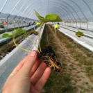 Strawberry Seedling