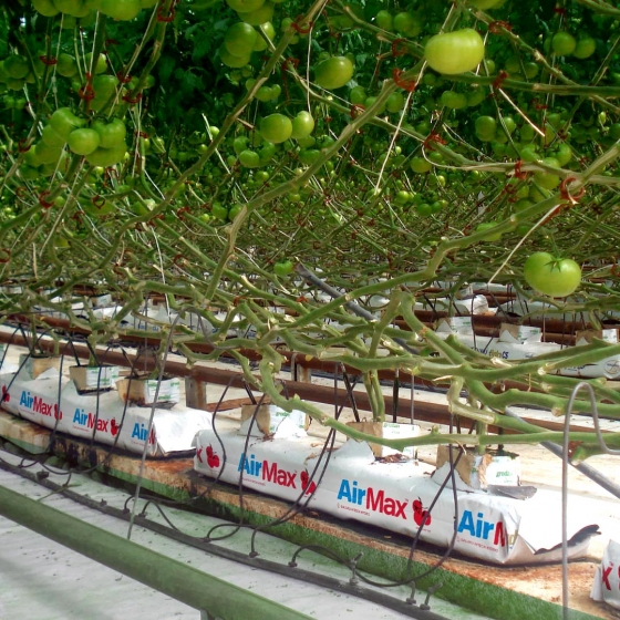 Growing Tomatoes in Grow bags – Hydroponic way – GEEKGARDENER
