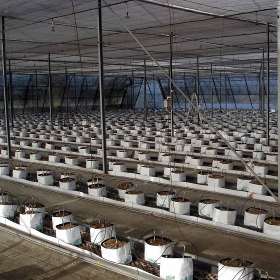 Bell Peppers in Easyfil Planterbags setup