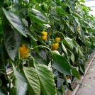 Bell Peppers in Easyfil Planterbags