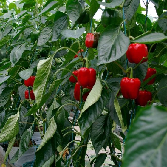 Bell Peppers in Easyfil Planterbags