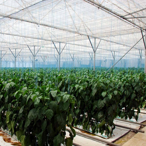 Bell Peppers in Galuku Growbags
