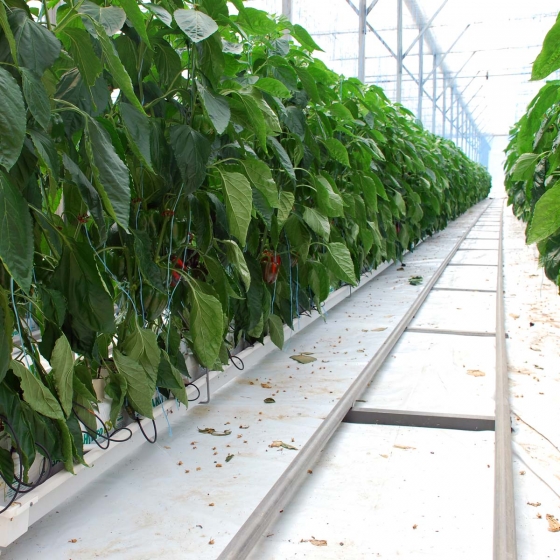 Bell Peppers in Galuku Growbags