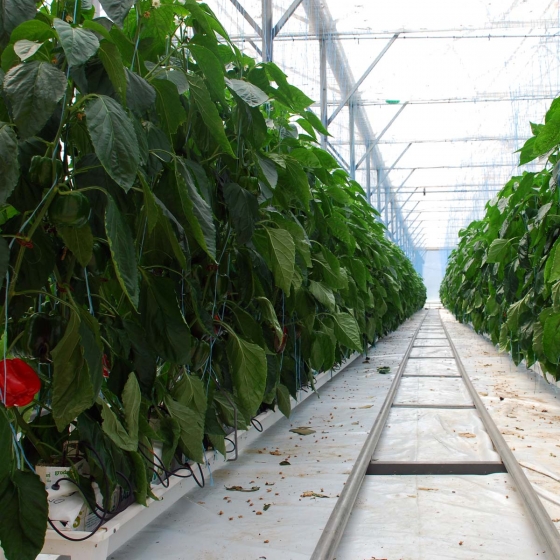 Bell Peppers in Growbags