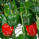 Bell Peppers grown in Coir Substrate