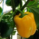 Bell Peppers grown in Coir Substrate