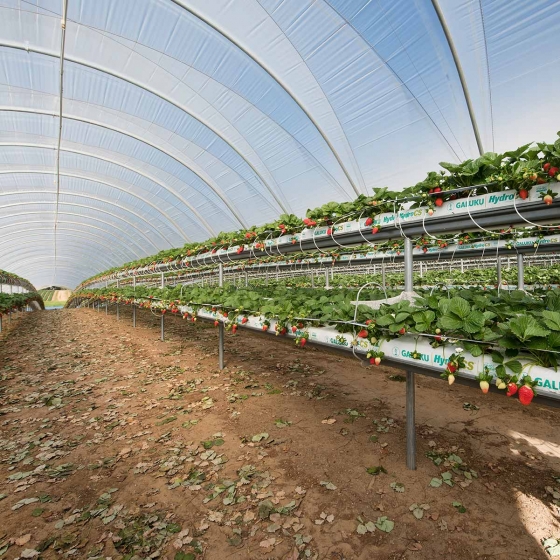 Strawberries in gutters