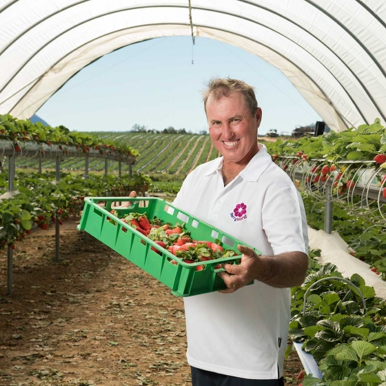 harvesting strawberries grown in coir