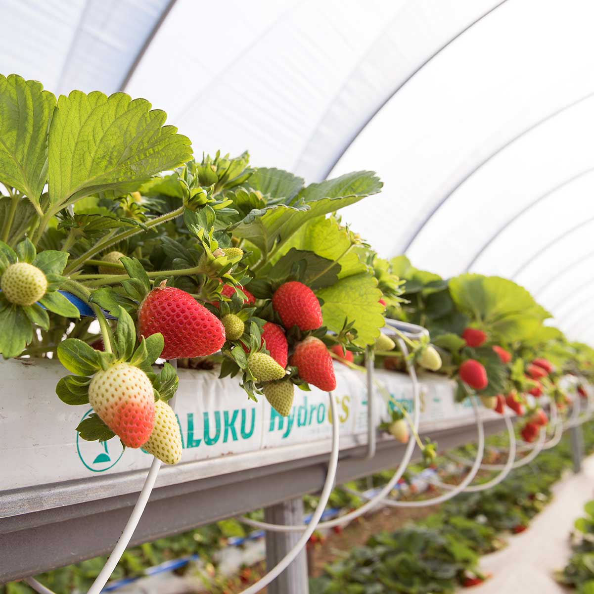 strawberries growing in coir