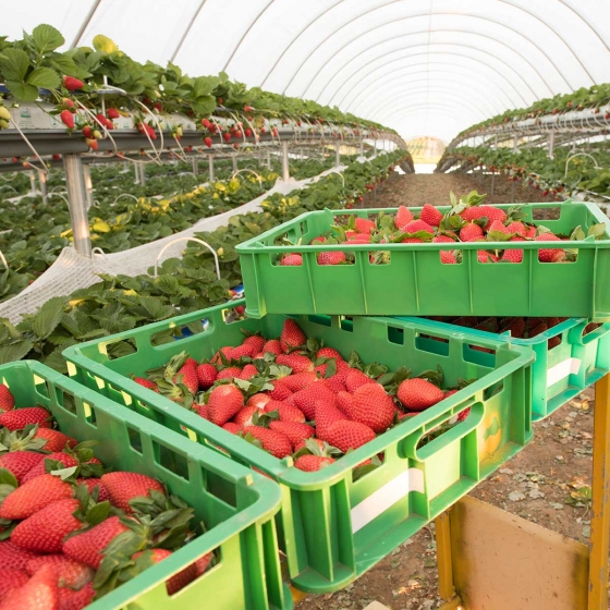 strawberry harvest grown in coir