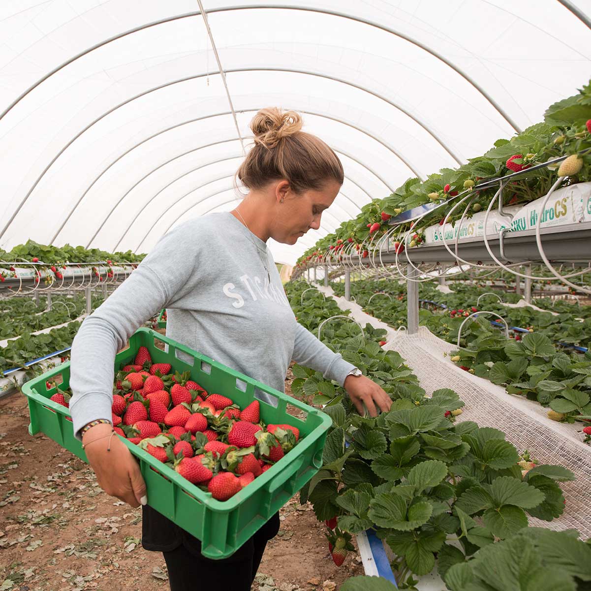 harvesting strawberries grown in coir