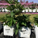 Blackberries growing in Easyfil Planterbags