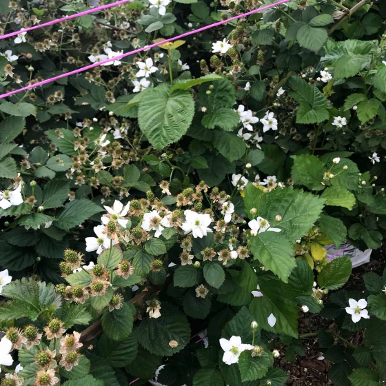 Blackberry flowers