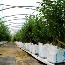 Blueberries growing in Galuku Easyfil Planterbags