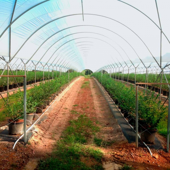 Blueberries in pots in tunnels
