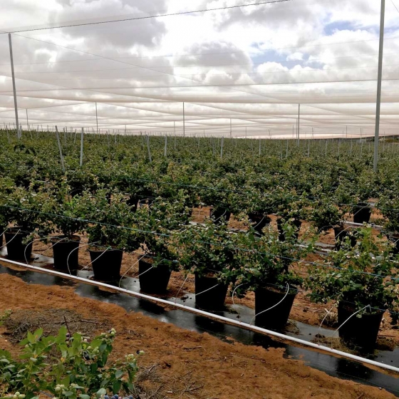 Blueberries growing in pots in coir substrate