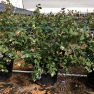Blueberries growing in pots in coir substrate
