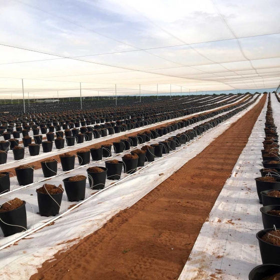 Blueberry seeds in pots