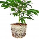 Cannabis Seedling in Galuku Coir