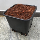 Expanded Coir in a Pot