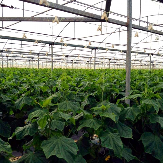 Cucumbers in Galuku Growbags