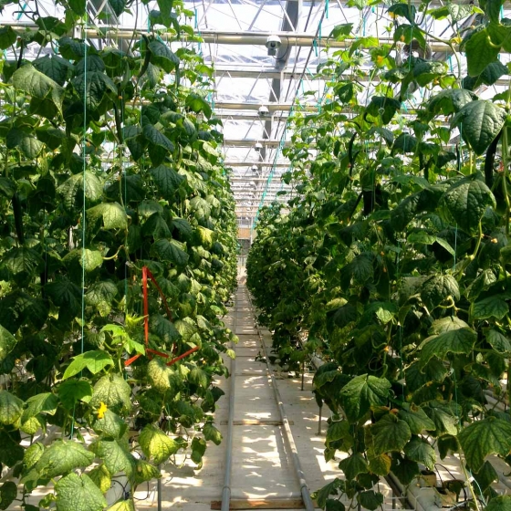 Cucumber farming