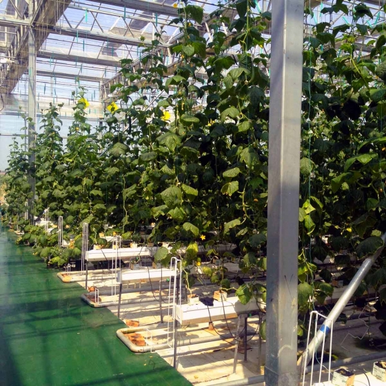 Cucumbers growing in Galuku Growbags