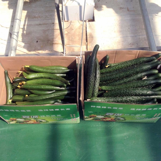 Cucumber harvest